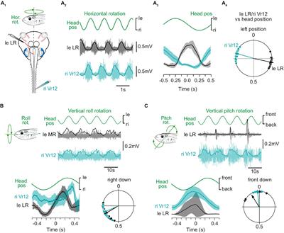 Functional organization of vestibulospinal inputs responsible for tail postural control in larval Xenopus